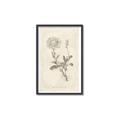 Picture of Flower Sketch III _GroupedProduct_Rectangle_Portrait_Canvas_Framed_