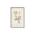 Picture of Flower Sketch III _GroupedProduct_Rectangle_Portrait_Canvas_Framed_