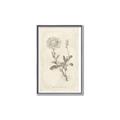 Picture of Flower Sketch III _GroupedProduct_Rectangle_Portrait_Canvas_Framed_