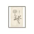 Picture of Flower Sketch III _GroupedProduct_Rectangle_Portrait_Canvas_Framed_