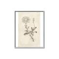 Picture of Flower Sketch III _GroupedProduct_Rectangle_Portrait_Canvas_Framed_