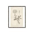 Picture of Flower Sketch III _GroupedProduct_Rectangle_Portrait_Canvas_Framed_