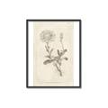 Picture of Flower Sketch III _GroupedProduct_Rectangle_Portrait_Canvas_Framed_