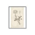 Picture of Flower Sketch III _GroupedProduct_Rectangle_Portrait_Canvas_Framed_