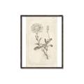 Picture of Flower Sketch III _GroupedProduct_Rectangle_Portrait_Canvas_Framed_