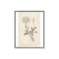 Picture of Flower Sketch III _GroupedProduct_Rectangle_Portrait_Canvas_Framed_