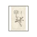 Picture of Flower Sketch III _GroupedProduct_Rectangle_Portrait_Canvas_Framed_