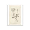 Picture of Flower Sketch III _GroupedProduct_Rectangle_Portrait_Canvas_Framed_