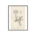 Picture of Flower Sketch III _GroupedProduct_Rectangle_Portrait_Canvas_Framed_