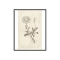 Picture of Flower Sketch III _GroupedProduct_Rectangle_Portrait_Canvas_Framed_