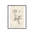 Picture of Flower Sketch III _GroupedProduct_Rectangle_Portrait_Canvas_Framed_