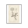 Picture of Flower Sketch III _GroupedProduct_Rectangle_Portrait_Canvas_Framed_