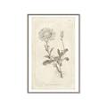 Picture of Flower Sketch III _GroupedProduct_Rectangle_Portrait_Canvas_Framed_
