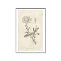 Picture of Flower Sketch III _GroupedProduct_Rectangle_Portrait_Canvas_Framed_