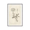 Picture of Flower Sketch III _GroupedProduct_Rectangle_Portrait_Canvas_Framed_