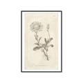 Picture of Flower Sketch III _GroupedProduct_Rectangle_Portrait_Canvas_Framed_