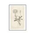 Picture of Flower Sketch III _GroupedProduct_Rectangle_Portrait_Canvas_Framed_