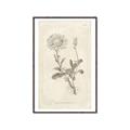 Picture of Flower Sketch III _GroupedProduct_Rectangle_Portrait_Canvas_Framed_