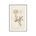 Picture of Flower Sketch III _GroupedProduct_Rectangle_Portrait_Canvas_Framed_