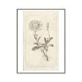 Picture of Flower Sketch III _GroupedProduct_Rectangle_Portrait_Canvas_Framed_