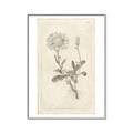 Picture of Flower Sketch III _GroupedProduct_Rectangle_Portrait_Canvas_Framed_