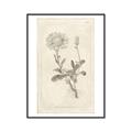 Picture of Flower Sketch III _GroupedProduct_Rectangle_Portrait_Canvas_Framed_