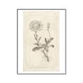 Picture of Flower Sketch III _GroupedProduct_Rectangle_Portrait_Canvas_Framed_