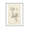 Picture of Flower Sketch III _GroupedProduct_Rectangle_Portrait_Canvas_Framed_