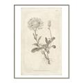 Picture of Flower Sketch III _GroupedProduct_Rectangle_Portrait_Canvas_Framed_