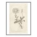 Picture of Flower Sketch III _GroupedProduct_Rectangle_Portrait_Canvas_Framed_