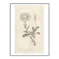 Picture of Flower Sketch III _GroupedProduct_Rectangle_Portrait_Canvas_Framed_