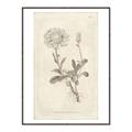 Picture of Flower Sketch III _GroupedProduct_Rectangle_Portrait_Canvas_Framed_