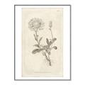Picture of Flower Sketch III _GroupedProduct_Rectangle_Portrait_Canvas_Framed_