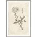 Picture of Flower Sketch III _GroupedProduct_Rectangle_Portrait_Canvas_Framed_