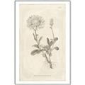 Picture of Flower Sketch III _GroupedProduct_Rectangle_Portrait_Canvas_Framed_