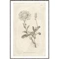 Picture of Flower Sketch III _GroupedProduct_Rectangle_Portrait_Canvas_Framed_