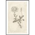 Picture of Flower Sketch III _GroupedProduct_Rectangle_Portrait_Canvas_Framed_