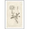 Picture of Flower Sketch III _GroupedProduct_Rectangle_Portrait_Canvas_Framed_