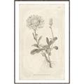 Picture of Flower Sketch III _GroupedProduct_Rectangle_Portrait_Canvas_Framed_