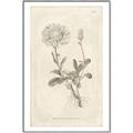 Picture of Flower Sketch III _GroupedProduct_Rectangle_Portrait_Canvas_Framed_