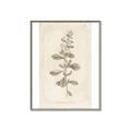 Picture of Flower Sketch IV _GroupedProduct_Rectangle_Portrait_Canvas_Framed_
