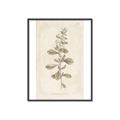 Picture of Flower Sketch IV _GroupedProduct_Rectangle_Portrait_Canvas_Framed_