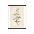 Picture of Flower Sketch IV _GroupedProduct_Rectangle_Portrait_Canvas_Framed_