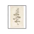 Picture of Flower Sketch IV _GroupedProduct_Rectangle_Portrait_Canvas_Framed_