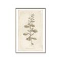 Picture of Flower Sketch IV _GroupedProduct_Rectangle_Portrait_Canvas_Framed_
