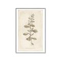 Picture of Flower Sketch IV _GroupedProduct_Rectangle_Portrait_Canvas_Framed_