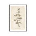Picture of Flower Sketch IV _GroupedProduct_Rectangle_Portrait_Canvas_Framed_