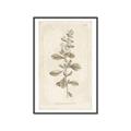 Picture of Flower Sketch IV _GroupedProduct_Rectangle_Portrait_Canvas_Framed_