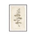 Picture of Flower Sketch IV _GroupedProduct_Rectangle_Portrait_Canvas_Framed_