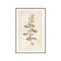 Picture of Flower Sketch IV _GroupedProduct_Rectangle_Portrait_Canvas_Framed_